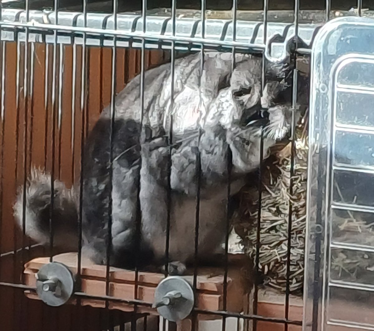 My fab four here. 2 cats. 1 dog and a chinchilla dozing in the sun #NationalPetDay