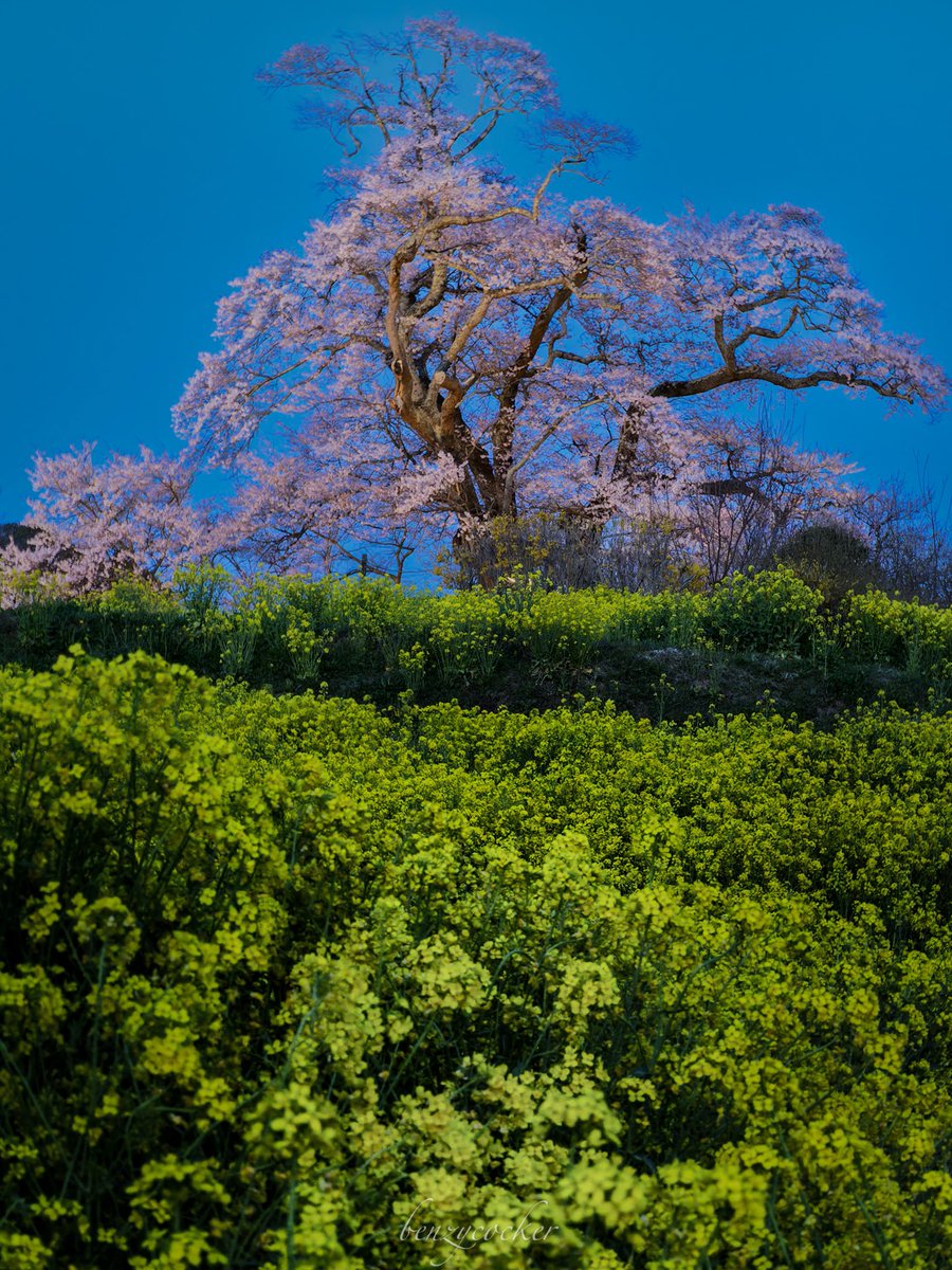 夕闇の中｢春｣を見せる一本桜の存在感。