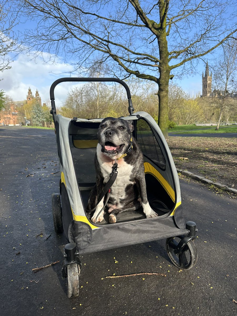 Doogie is a bit stiff today (14 years young 😍)the pawhut done the job! #staffie @SeniorStaffy #rescuedog💙🌝🌼