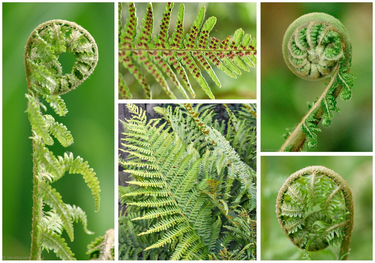 In the Thuringian Forest Dryopteris filix-mas is called the 'stray herb, and said to cause travellers to lose their way. If a man inadvertently steps over it he must swap his shoes to the wrong feet to break its spell, and a woman must turn her apron inside out! #FolkloreThursday