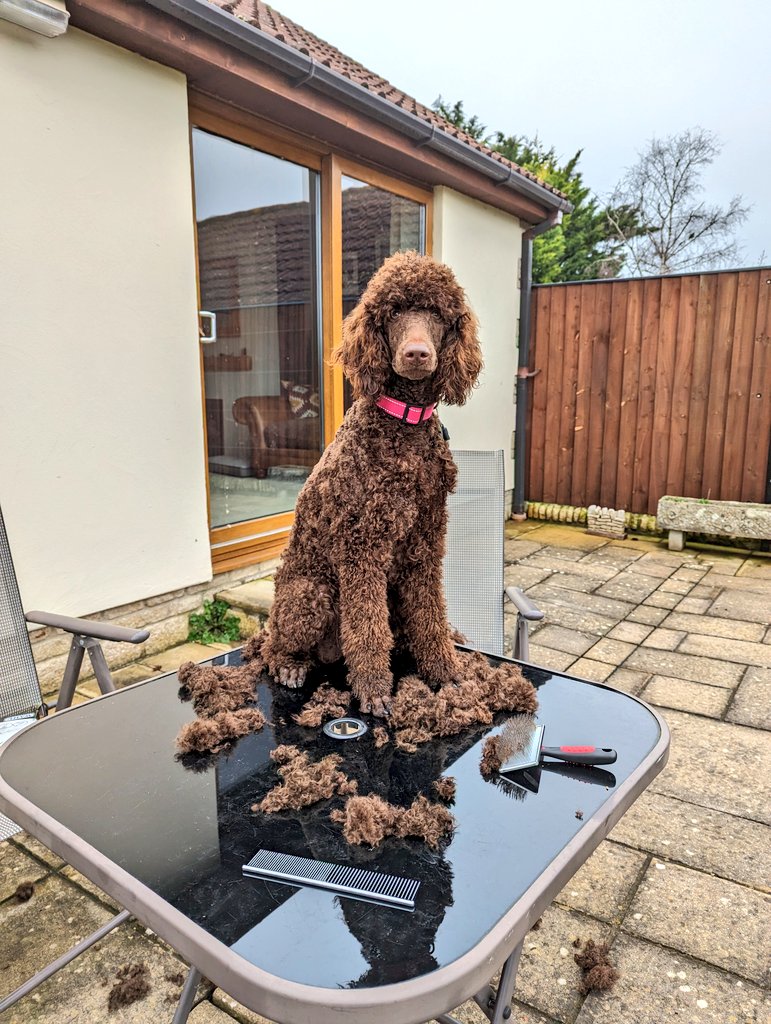 Lara Nouri tweet media