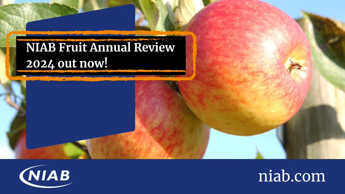 The 2024 NIAB Fruit Annual Review is out now! It shows the wide range of current fruit research work at NIAB, with summaries of recently commissioned projects and feature articles with results of ongoing projects ➡️ow.ly/sA7z50RcTqj