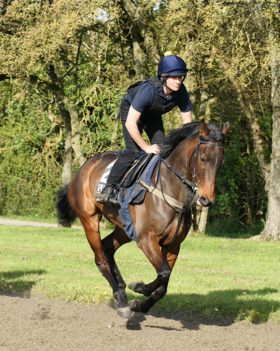 We have two runners at Taunton this afternoon. Jonjo Jr rides both King Of Tara (pictured on the gallops with Jay) in the 1.33 Novices Hurdle and Limetree Boy in the 3.18 Handicap Chase.