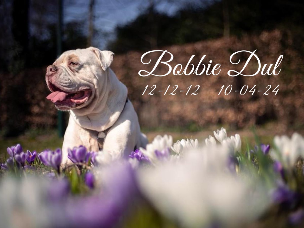 Gonna miss you buddy. It’s so empty here without you. But you were so sick and just couldn’t recover anymore. 

RIP beautiful soul. My special boy.