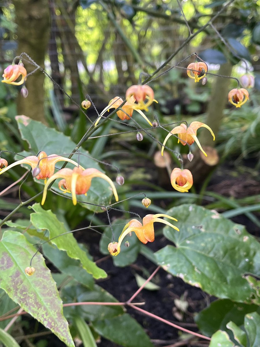 Beautiful Epimedium. Happy Thursday! Hope you can join me live from the garden tonight at 7pm 📷facebook.com/events/3920392…