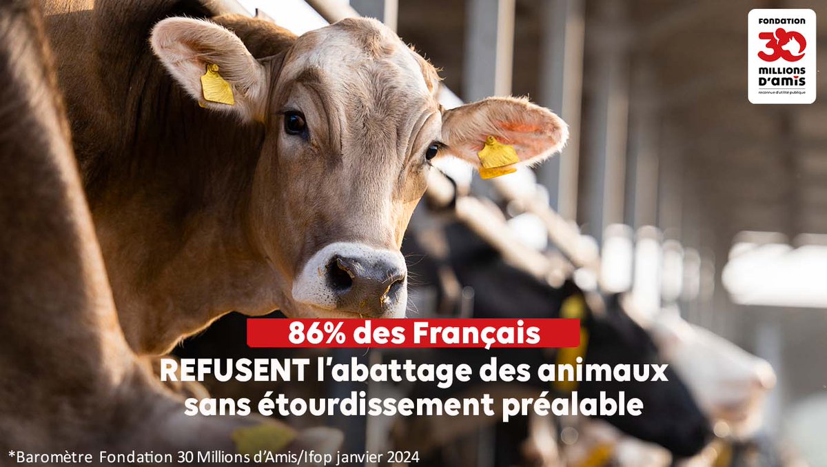 @L214 @Prefet21_BFC Près de 9 Français sur 10 refusent l'abattage des animaux sans étourdissement préalable [Baromètre 2024 #30millionsdamis / @IfopOpinion]