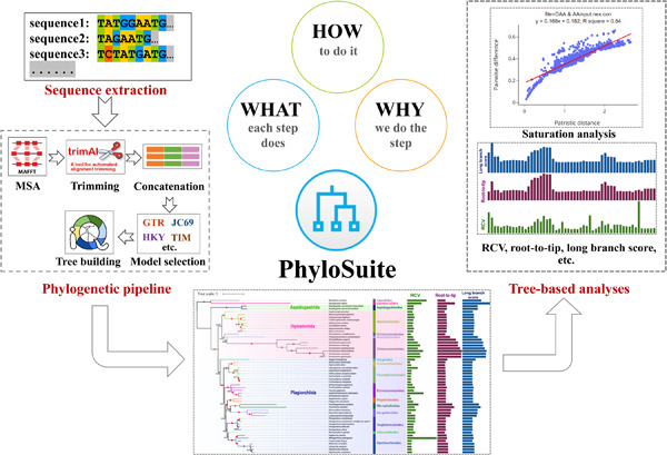 iMetaScience's tweet photo. Using #PhyloSuite for molecular #phylogeny and #tree‐based analyses https://t.co/njSAB8BUh5
Available at: https://t.co/Y9jVCViEQe
#iTOL #alignment #phylogenetics
@Wileymicrobio @WileyEcolEvol @wileyplantsci https://t.co/E4Ch6yNWrz