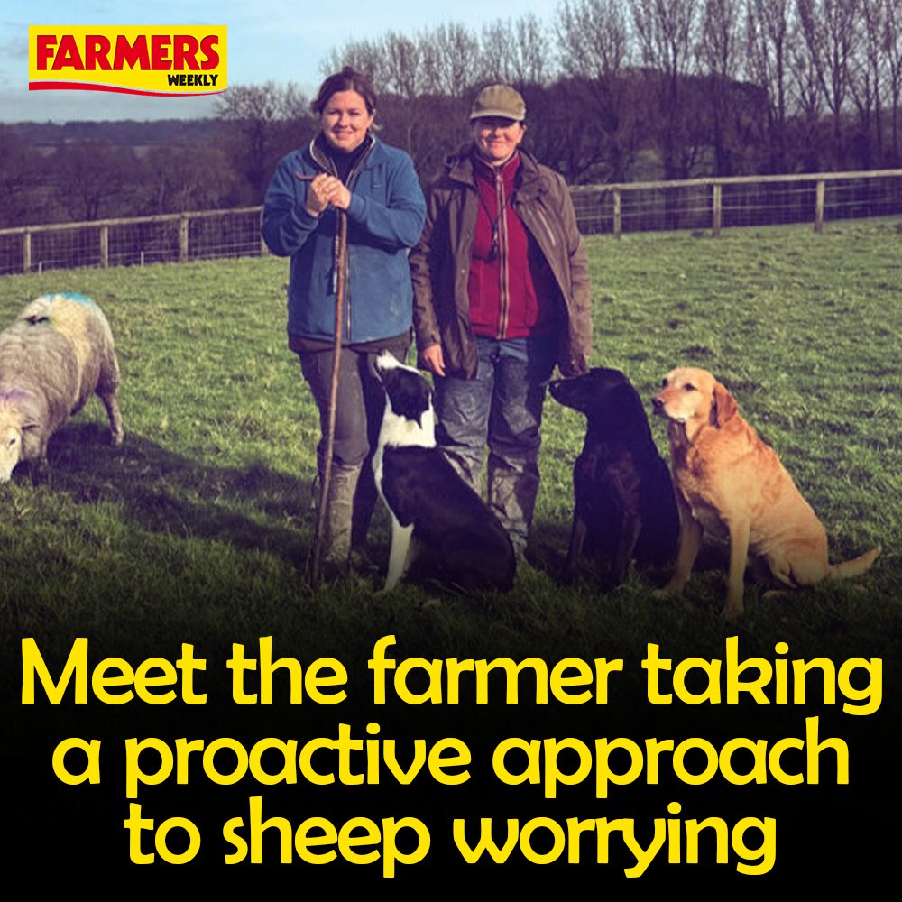 🐑 “We decided to hold a course to explain to people the damage their dogs can do, and make them a bit more aware of the countryside.' READ MORE: fwi.co.uk/farm-life/meet…