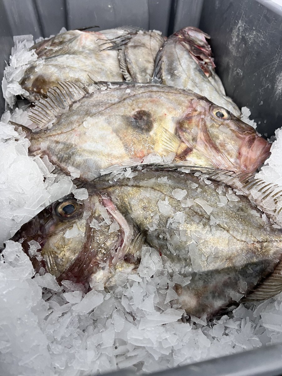 Few pristine Irish johnnies for today in Big Mike’s and some lovely fresh Prawns and live Crab en route too Turbot and Scallops going upto the OG as we speak Gonna be a great day