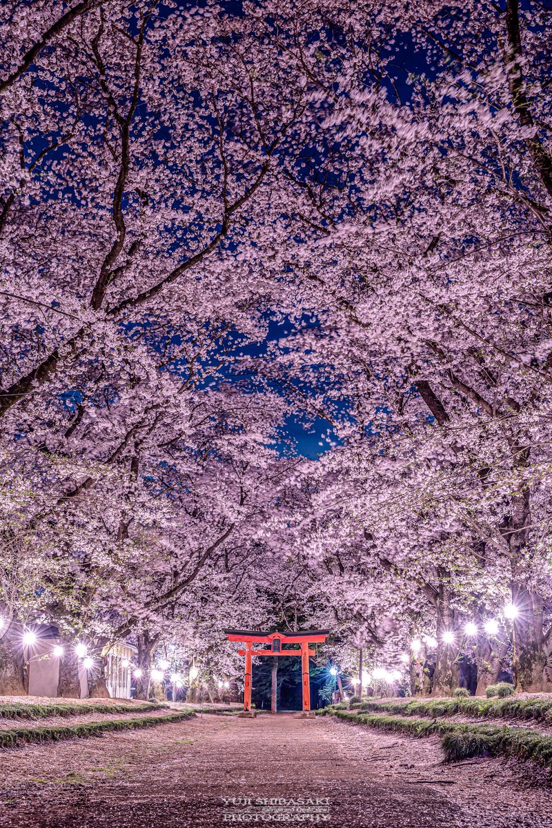 散った桜も彩り添える神社の参道