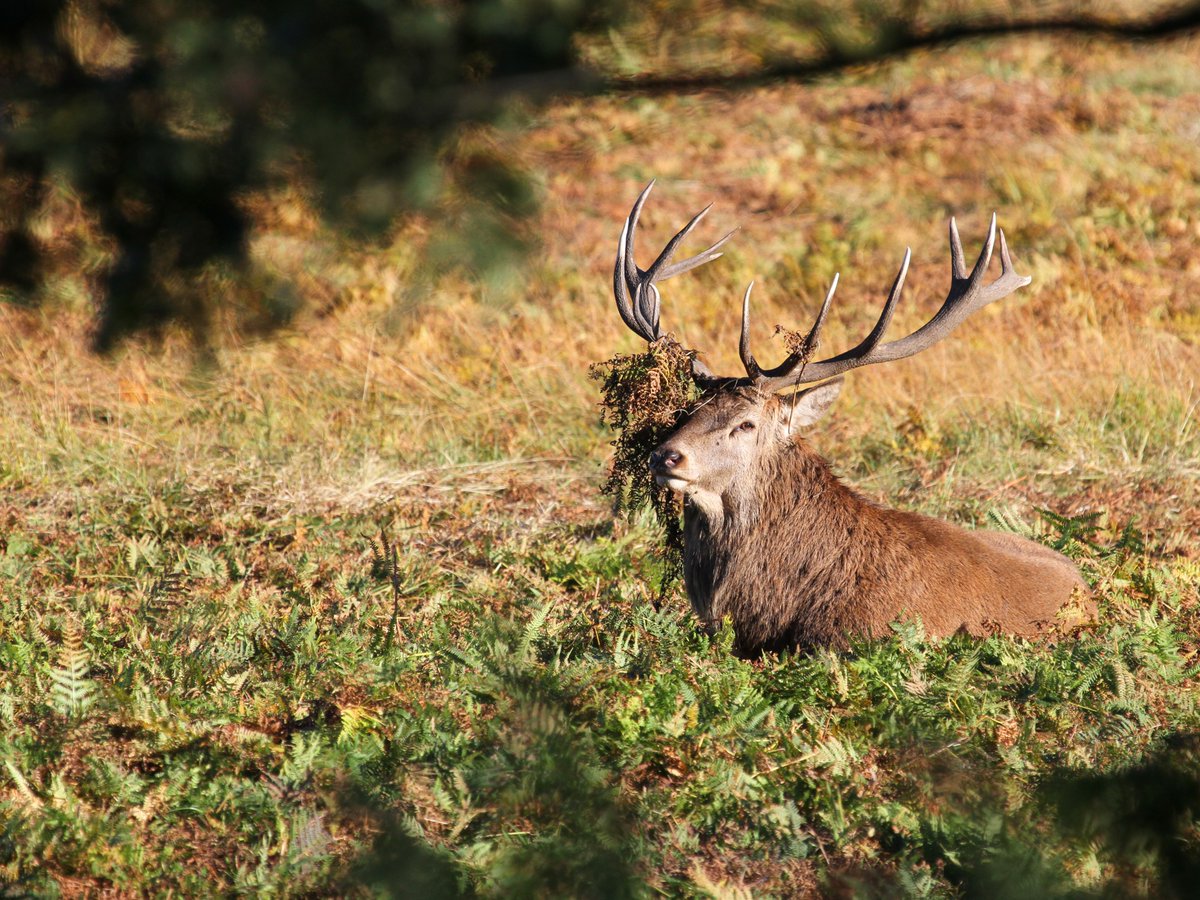 'Scottish venison is bringing people from all sides of the deer debate together.' Today's blog looks at proposals to introduce a venison subsidy in Scotland, supported by both environmentalists and deer management groups. Read more ⬇️ scotlink.org/a-venison-subs… 📸: Simon Jones