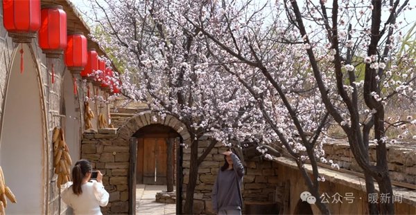 OrdosChina's tweet photo. 😍The scenery in Juungar Banner of #Ordos city in April is absolutely stunning! With over 60,000 hectares of #apricotblossoms🌸now in full bloom, there is no better spring picture. #TourOrdos https://t.co/h2VbbV46op