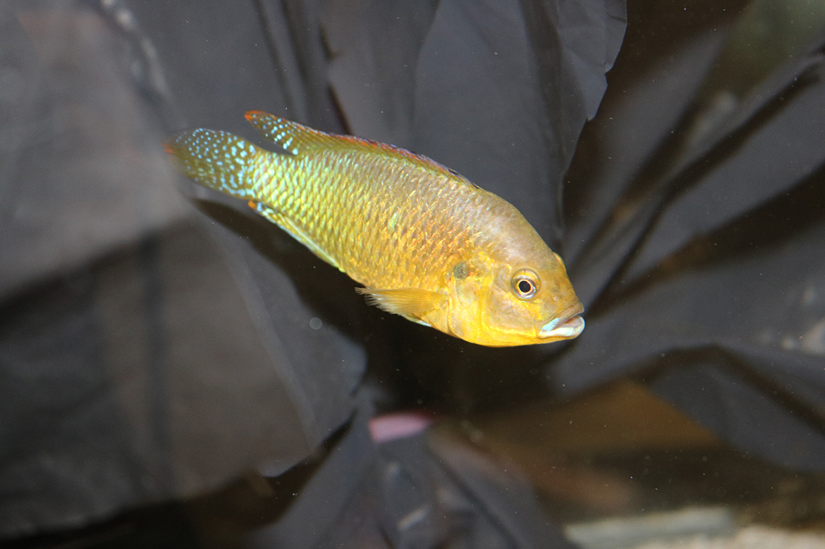 As habitat destruction continues to make waterways murkier, the ability for animals to see in the cloudy water is becoming more important. Tiarks &co show that young cichlids have larger eyes when raised in murky waters but not larger brains. journals.biologists.com/jeb/article/22… #Biology