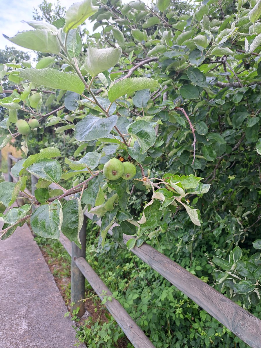 De  la 🌺 al 🍏!! #Comarcadelasidra
 FLORACIÓN DEL MANZANO
lacomarcadelasidra.com/floracion-del-… 
No te pierdas el comienzo de esta  metamorfosis!!😉
27 y 28 de #Abril2024 
#Asturias @TurismoAsturias