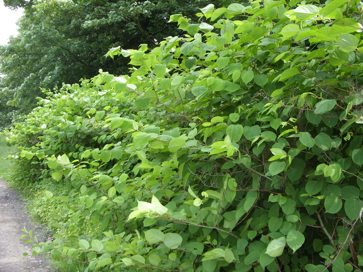 #JapaneseKnotweed has become an aggressive invader in the urban & rural environment #InvasiveWeeds #Knotweed #InvasiveWeedTreatment #InvasiveWeedControl