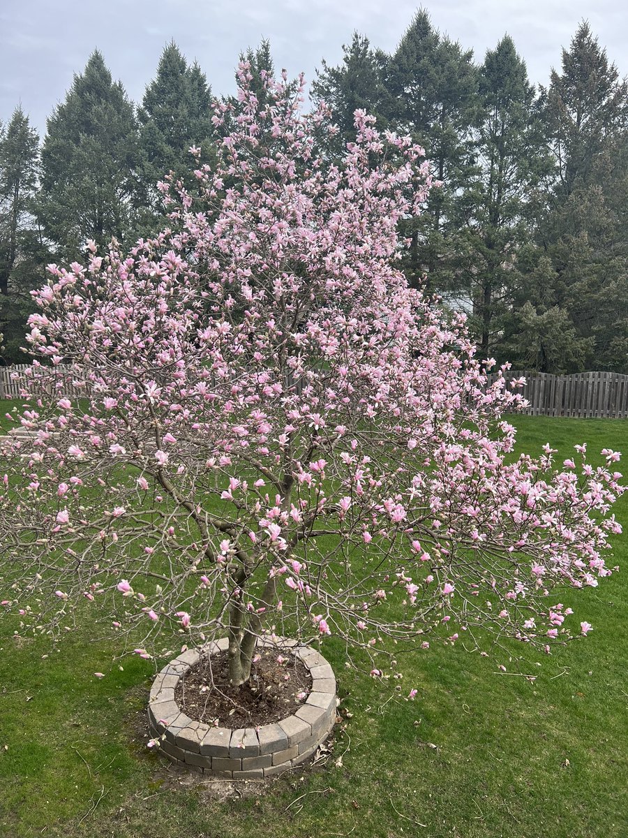 Masters week and my tree is blooming. Perfect.