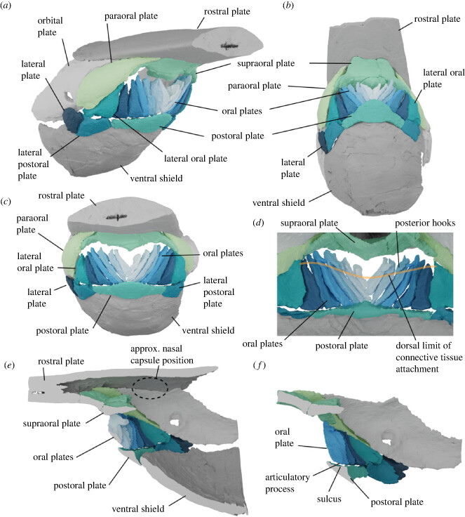 Jawless fish and filter feeding: the puzzle of the complex fossils of the Devonian Rhinopteraspis dunensis - spectacular science from Zerina Johanson NHM, @Euphanerops, Ivan Sansom, Phil Donoghue @glpcjd &al. doi.org/10.1098/rspb.2…