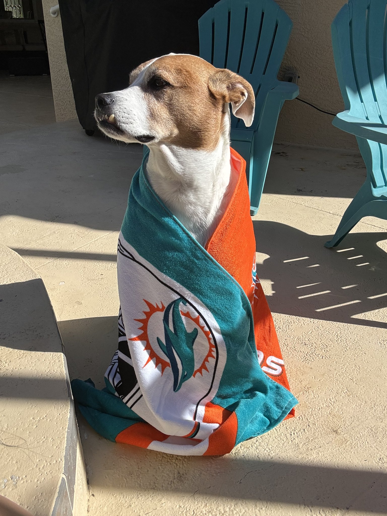 Dolphreaky on X Summer is coming Dice says you better make sure you have a Dolphins towel so you can be cool at the beach like him Purchase