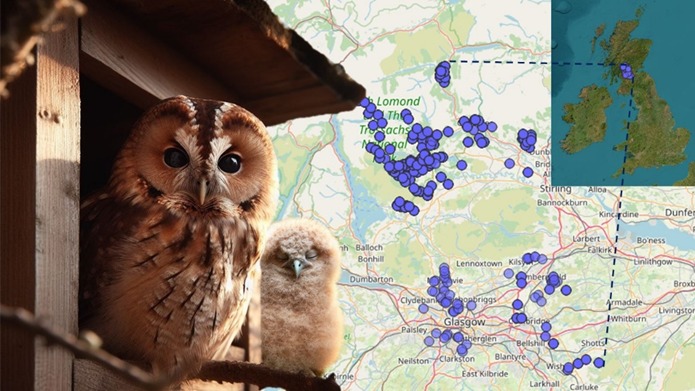 3/6 #BOU2024 #SESH7
Data on occupancy, clutch size, brood size and fledgling success has been collected between 2011 and 2023 in Scotland from owls breeding in nestboxes. This data has been analysed in response to urban features such as building cover, ALAN and box-road distance.