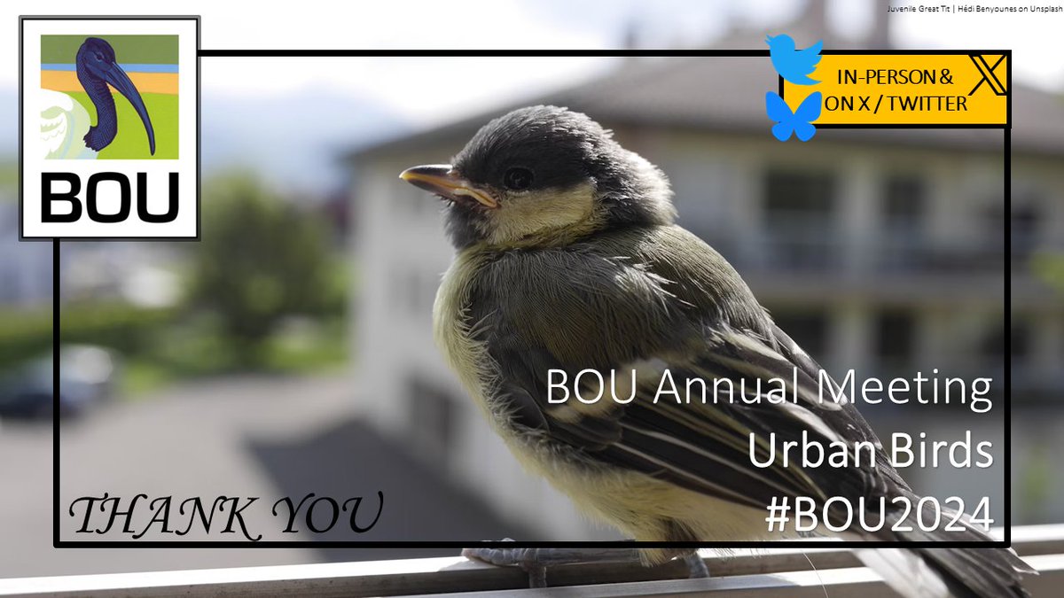 1/ #BOU2024 Urban Birds has come to an end - what fantastic 3 Days of #ornithology about #urbanbirds we have had 🦜🏙️ We’d like to say a huge thank you to everyone who has engaged with #BOU2024 over the last 3 days 👏👏👏