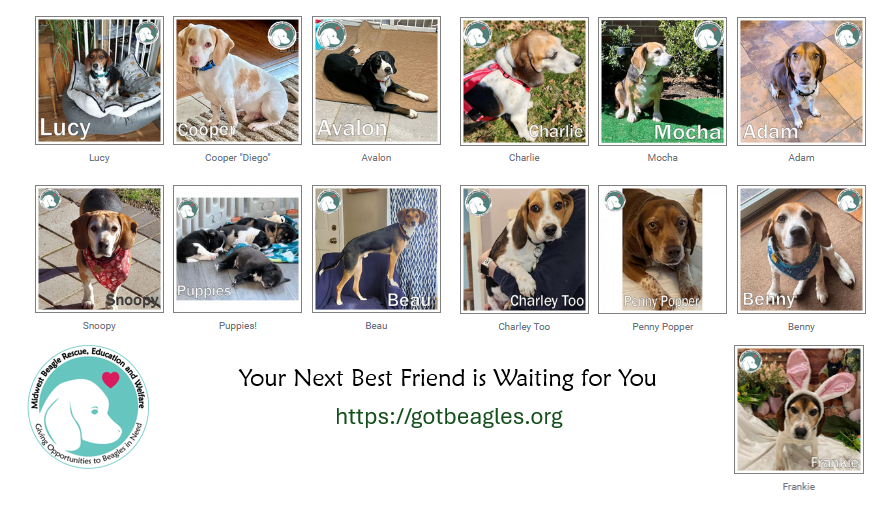 A little birdie tells us that it is #NationalPetDay. Have we got a deal for you! Here is just a sampling of beagles who need their furever home. || gotbeagles.org #beagle #DogsOfTwitter #AdoptDontShop #BeaglesOfX #DogsOfX .@beaglefacts #MWBalumni