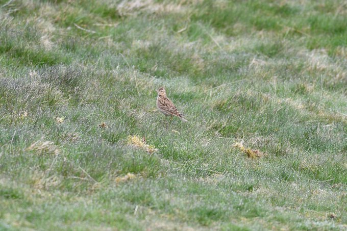 Please help our ground nesting birds in #HolyroodPark this year by sticking to paths and keeping dogs on leads if you see these signs 🦮🐣