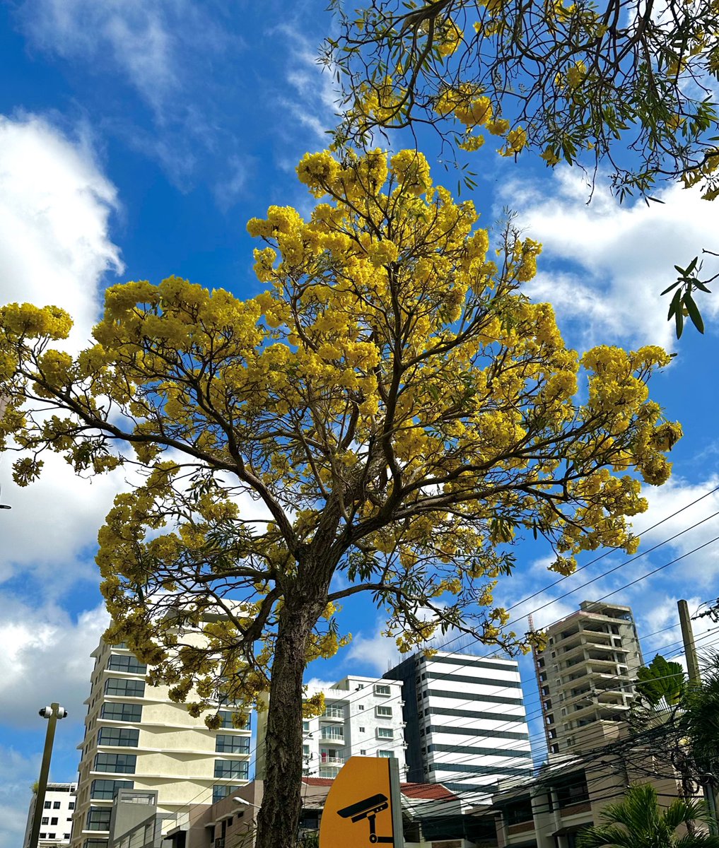 Ashraow's tweet photo. Amigos, volvió la época más bonita de Santo Domingo. 

Como cada año, hagamos hilo colaborativo de robles amarillos. 👇 https://t.co/dePsqPlHuA