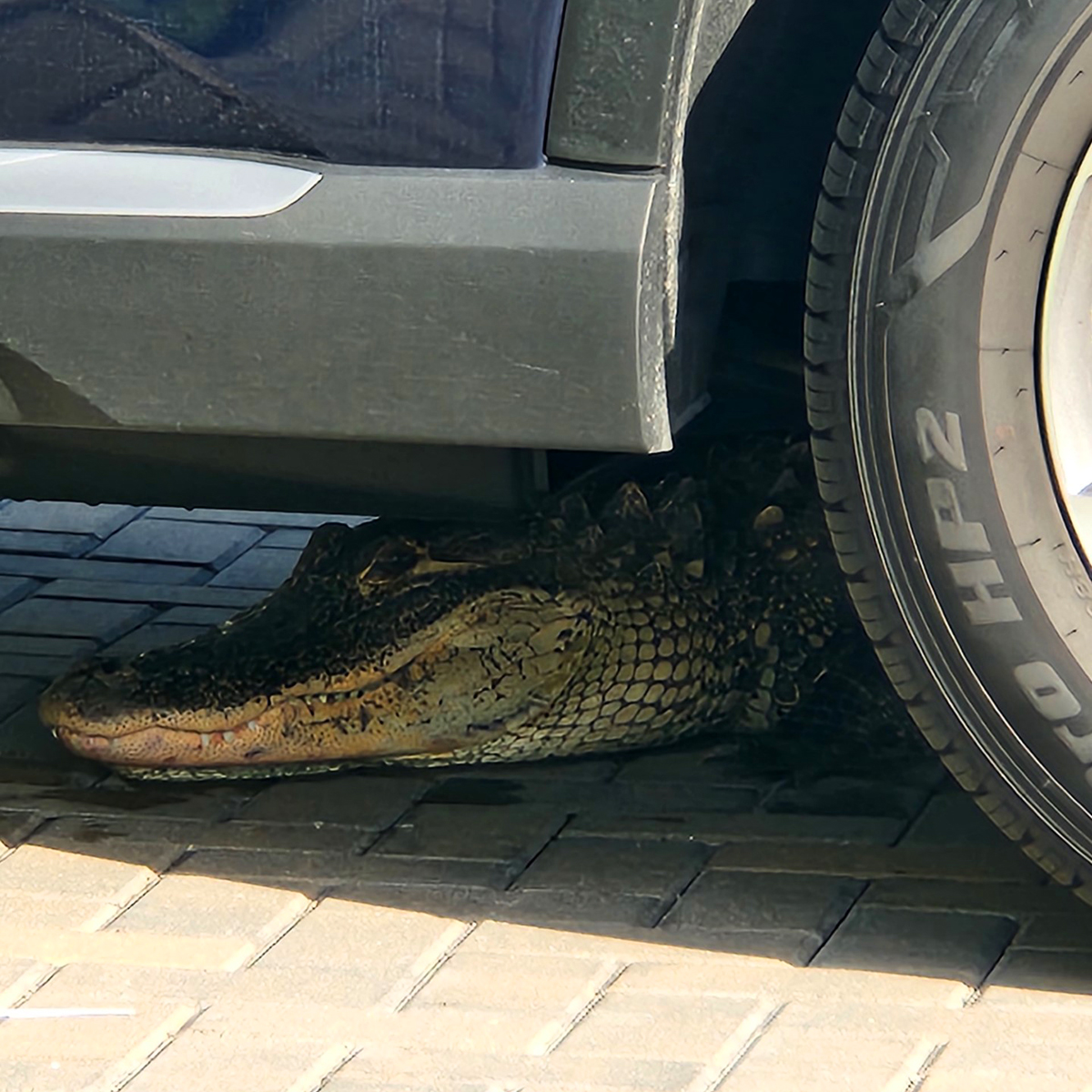 YIKES! ALWAYS be careful when getting into your vehicle when you're in Florida! 😳🐊 Creds: @NorthPortPolice & @MattDevittWINK

#gator #ehp #crocodilian #alligator #reptiles #viral #evergladesholidaypark #gatorboys #croc #crocodile #animal #animalencounters #onlyinflorida…