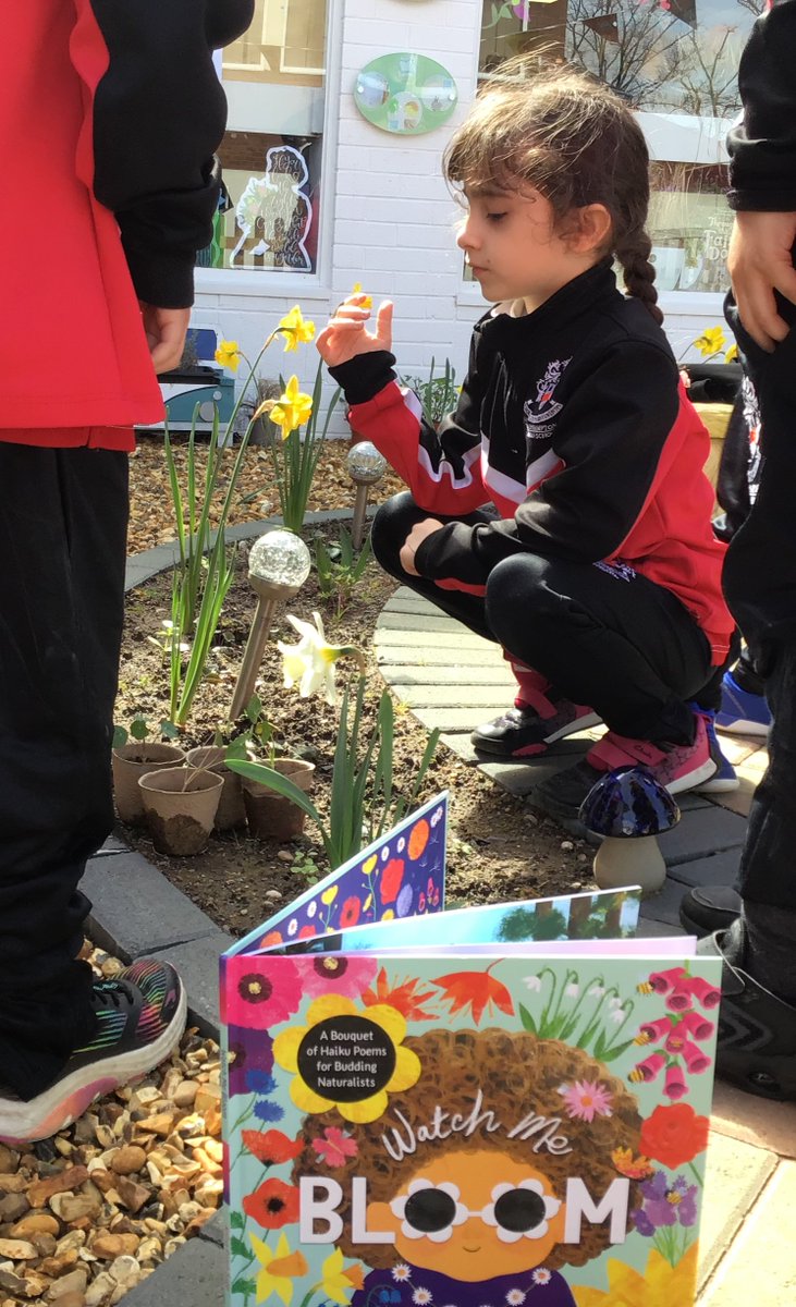 Year 1 and 2 Story Time Club has taken advantage of the good weather to learn more about the daffodils in our Bennett Story Garden @WGS1512 with the help of the beautiful haiku poems in 'Watch Me Bloom' by @sageillo. #WeAreWGS