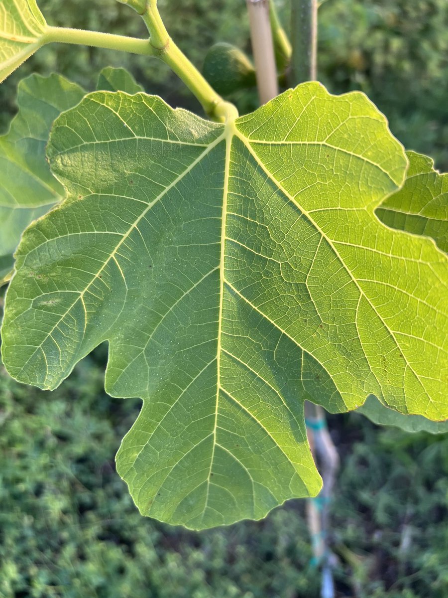 I <3 Figs!! I can’t wait to taste these Desert King Figs!!