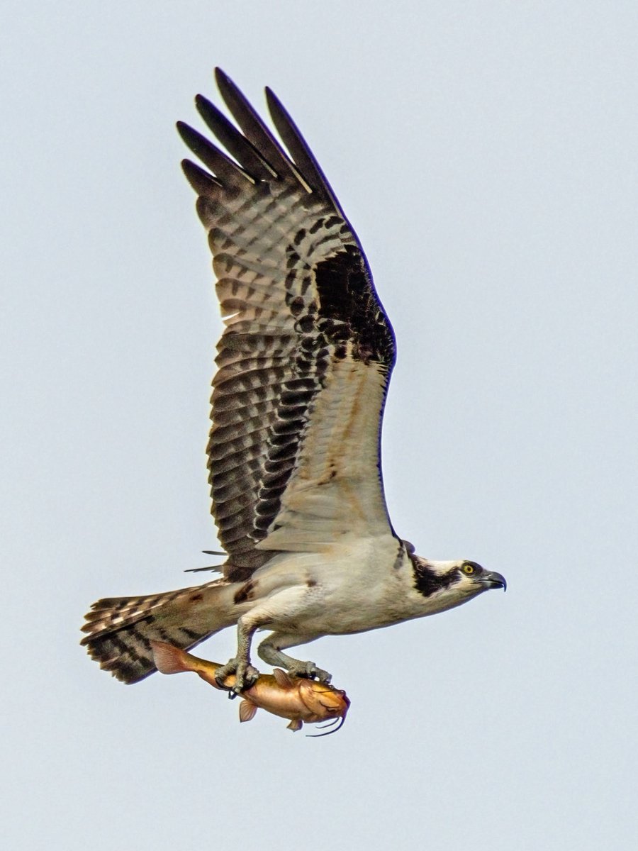 This Osprey grabbed a catfish for takeout lunch at Central Park's Harlem Meer. #birdcpp