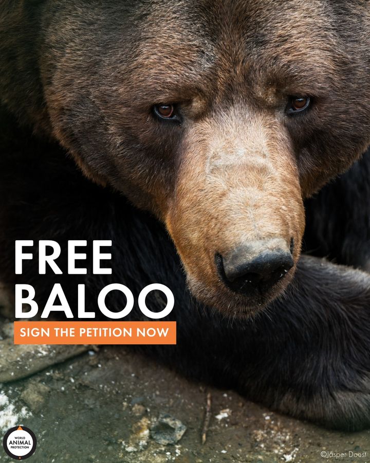 Baloo the bear has spent over two decades in solitary confinement, being bullied by children and drinking alcohol. 😡 Take action now and sign our petition to help Baloo 🐻 : bit.ly/3F582l5