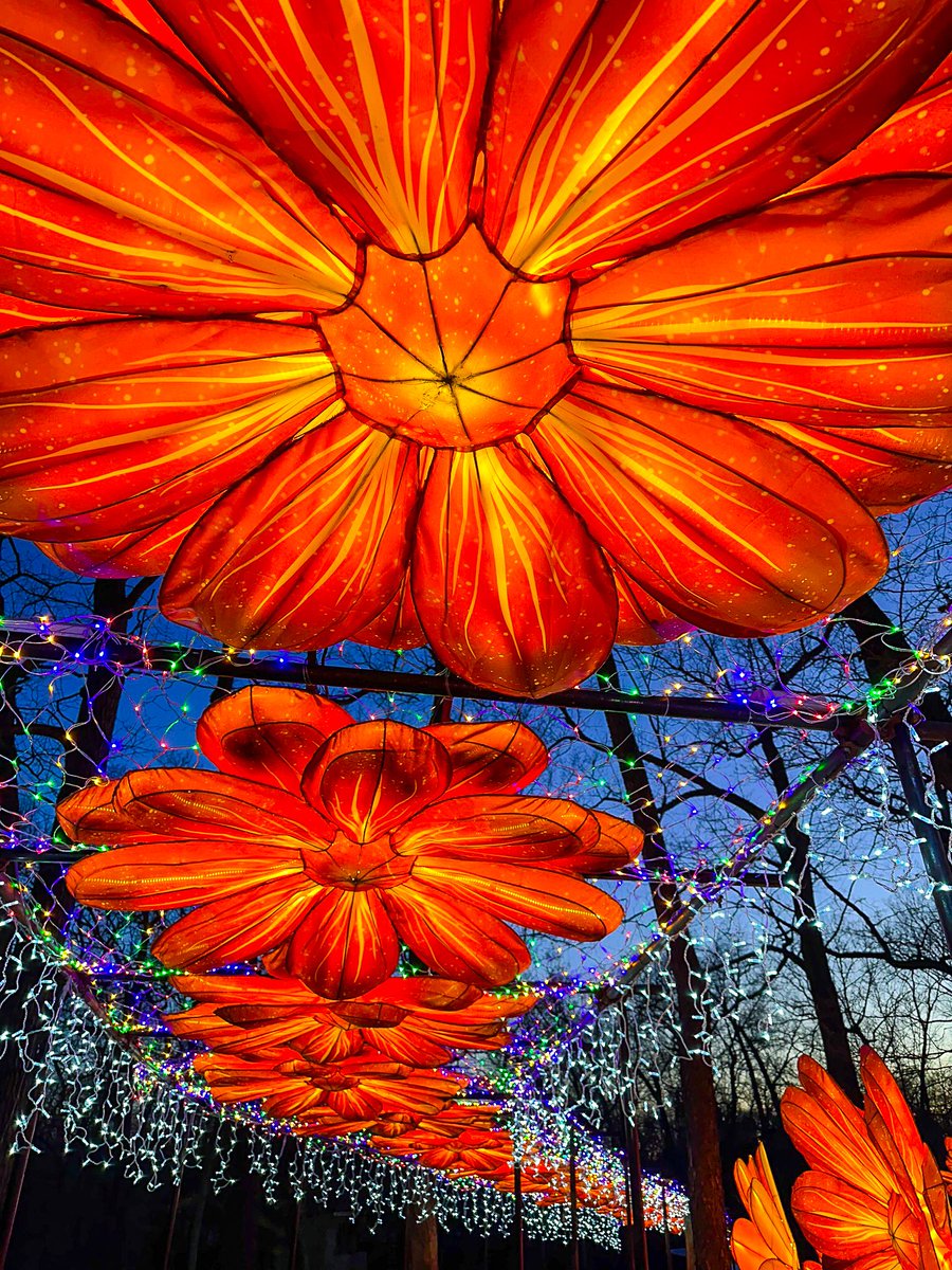 Grand Rapids Lantern Festival IS ON!  And it's absolutely breathtaking! See larger-than-life bugs, majestic sea creatures, towering four-leaf clovers, and flowers! travel-mi.com/Grand-Rapids-L…… 
.
<a href="/JBZOOGR/">John Ball Zoo</a> #GrandRapids #johnballzoo #grandrapidslanternfestival #michigan