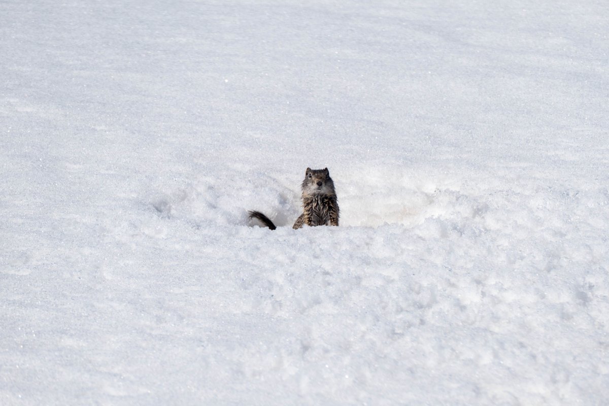 One of the park’s most entertaining species is coming out of its burrows no matter the weather. Uinta ground squirrels have been hibernating since the middle of last July, and now they have a lot to do. After all, there’s only about three months until hibernation!