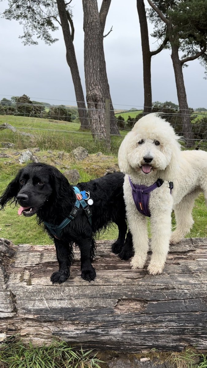 GGallerina's tweet photo. @CILIPScotland Hi Fern! Longtime #PetsOfCILIPS mascots Winnie and Shep can’t wait to see their fellow furry/fluffy/feathery friends from all across library land… 🐾 https://t.co/0rJRdew2al