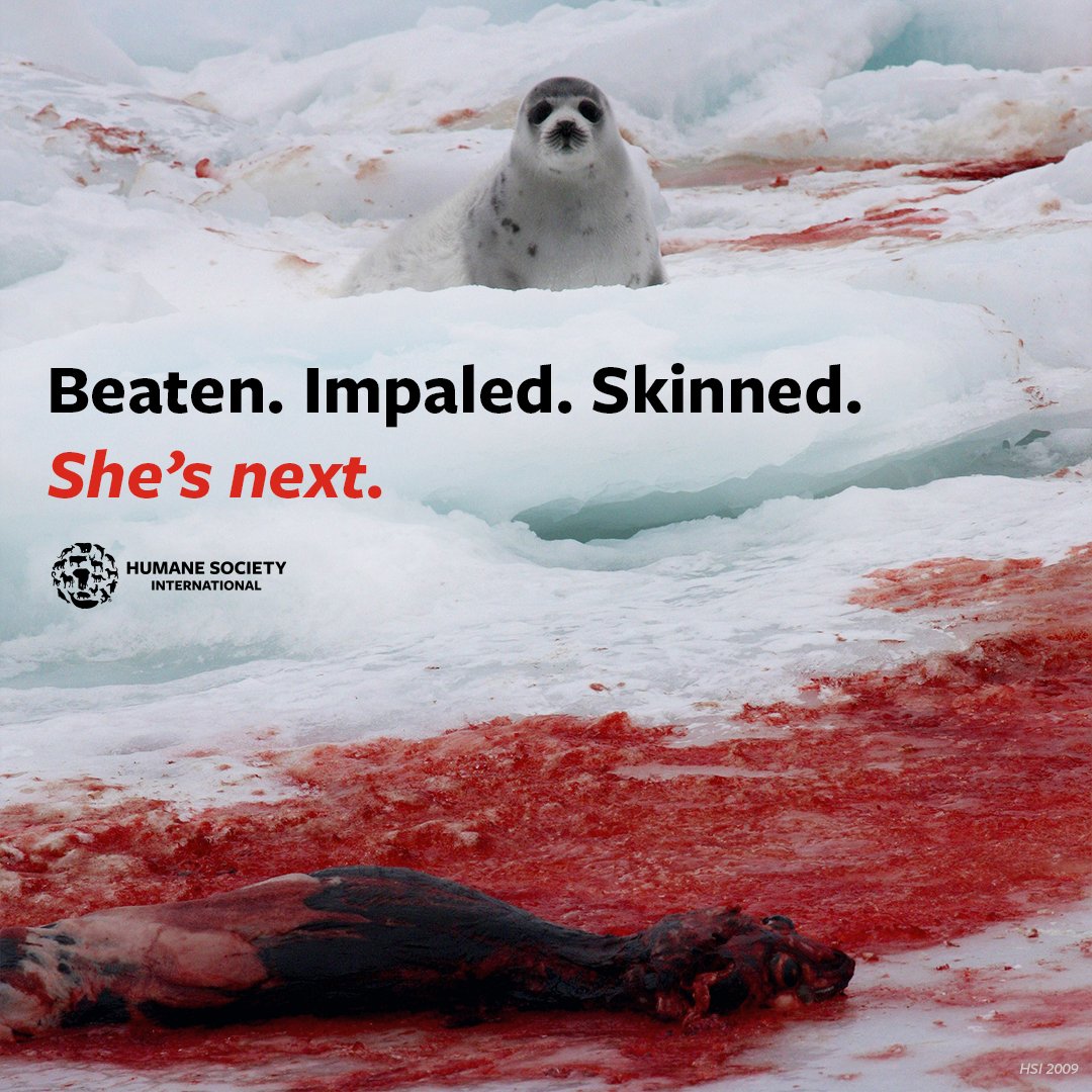 💔🦭BABY SEALS IN PERIL: Right now, innocent seals are enduring slow, brutal deaths as they are beaten and shot for their fur. Your support can make a real difference in protecting these animals from cruelty. Please DONATE today to help save seals and other suffering animals.…