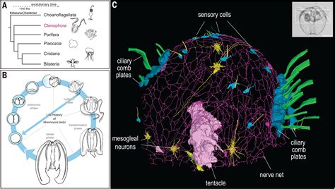 View of an ancient brain Evolutionary origin of nervous systems Syncytial nerve net in a ctenophore adds insights on the evolution of nervous systems science.org/doi/10.1126/sc… Offers alternative perspective on neural network organization and neurotransmission