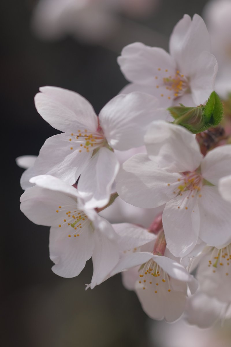 duckshead's tweet image. 桜が綺麗ですた。
#fujifilm #fujifilm_xseries #xt30 #52b #たむきゅー #tamron #マクロ