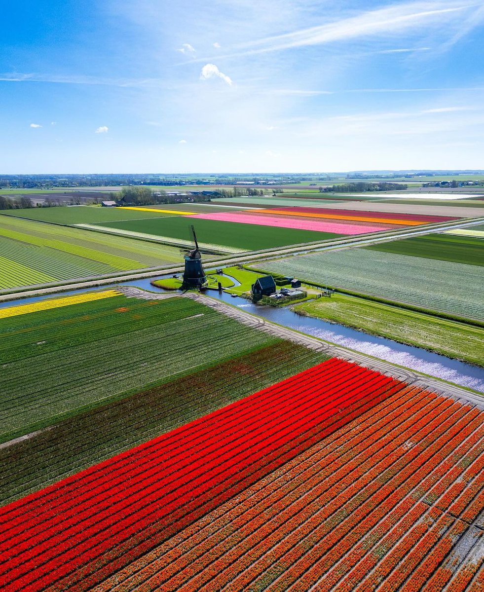 Good morning!! The Tulip season 2024 is on!! Morning 🌞 📍Alkmaar, The Netherlands 🇳🇱