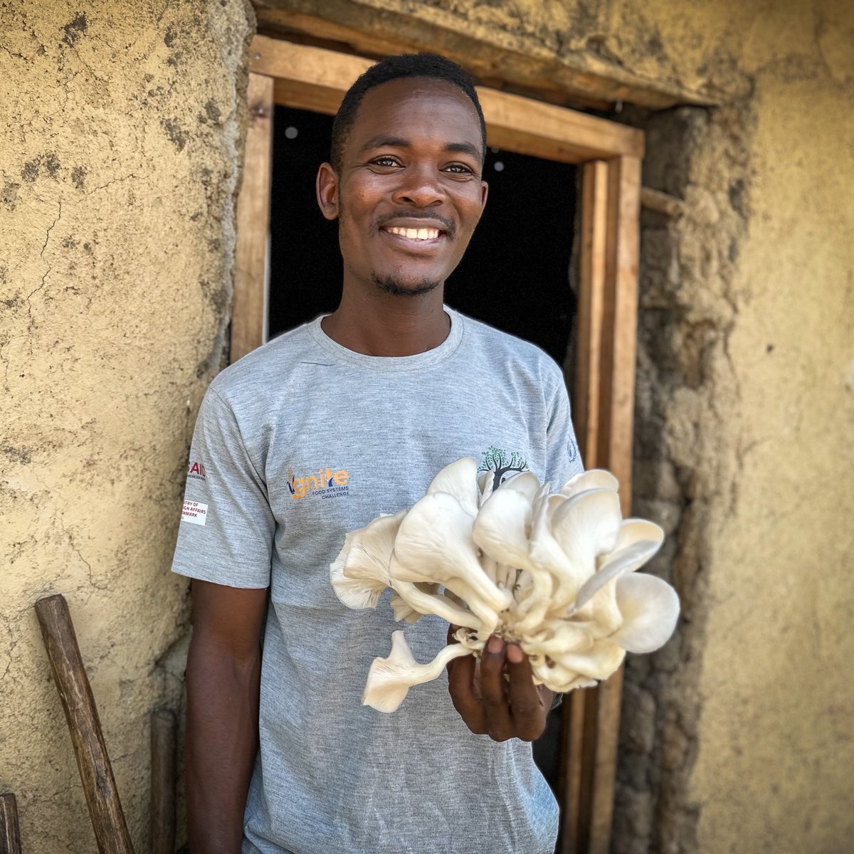 WFP_Uganda's tweet photo. 1️⃣. Prepare 💪🏾
2️⃣. Grow 🍄🟫
3️⃣. Harvest 👨🌾
4️⃣. Transform 🍜
Meet @Hodrifound an innovative refugee-led organisation producing mushrooms in Kyaka II settlement🌱
Supported through the #IGNITEFoodSystemsChallenge co-funded by 🇩🇰 and 🇺🇸 https://t.co/QQRXXBgEXR