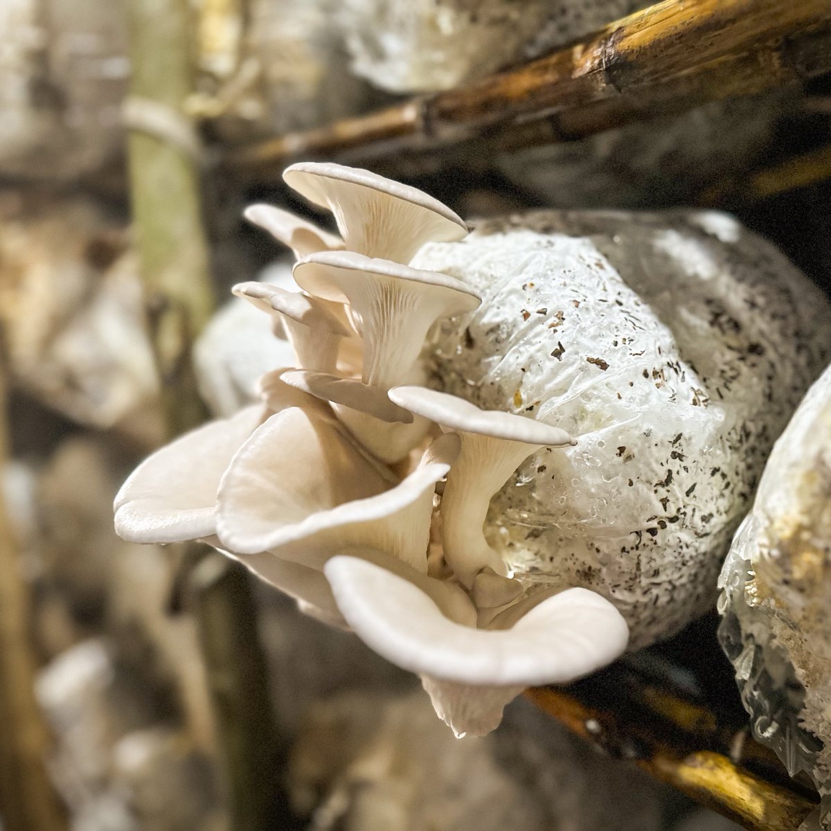 WFP_Uganda's tweet photo. 1️⃣. Prepare 💪🏾
2️⃣. Grow 🍄🟫
3️⃣. Harvest 👨🌾
4️⃣. Transform 🍜
Meet @Hodrifound an innovative refugee-led organisation producing mushrooms in Kyaka II settlement🌱
Supported through the #IGNITEFoodSystemsChallenge co-funded by 🇩🇰 and 🇺🇸 https://t.co/QQRXXBgEXR