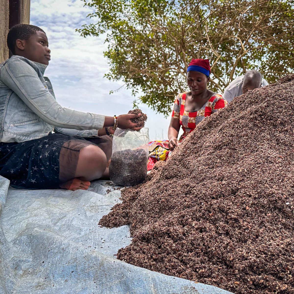 WFP_Uganda's tweet photo. 1️⃣. Prepare 💪🏾
2️⃣. Grow 🍄🟫
3️⃣. Harvest 👨🌾
4️⃣. Transform 🍜
Meet @Hodrifound an innovative refugee-led organisation producing mushrooms in Kyaka II settlement🌱
Supported through the #IGNITEFoodSystemsChallenge co-funded by 🇩🇰 and 🇺🇸 https://t.co/QQRXXBgEXR
