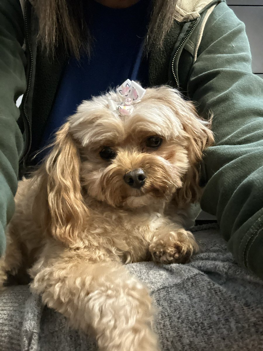 _allysonfinch's tweet photo. DC friends, my beloved dog is missing. One of my kids let her out yesterday into a completely fenced in backyard and somehow she is gone. This is Bella Marie. She is 5 years old, last seen at 13th and Ingraham St. NW. If you see a dog matching her description, pls let me know. https://t.co/W5ERFDNNtU