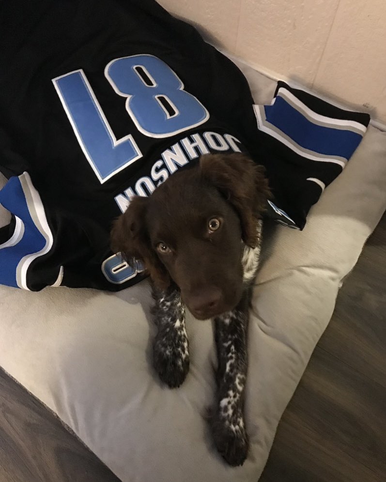 _jessicadoherty's tweet photo. @Lions @petsuppliesplus They didn’t choose the Lions life, the Lions life chose them #AllGrit 😂 @RP__3 https://t.co/Egjb9jpSiN