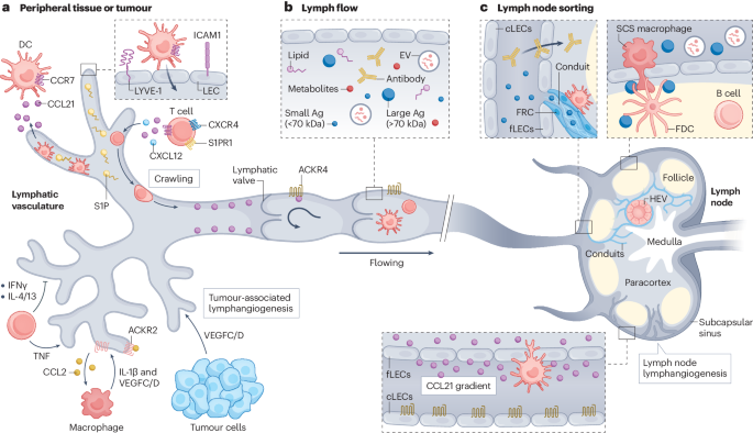 NEW content online! Lymphatic vessels in the age of cancer immunotherapy dlvr.it/T5MqCc