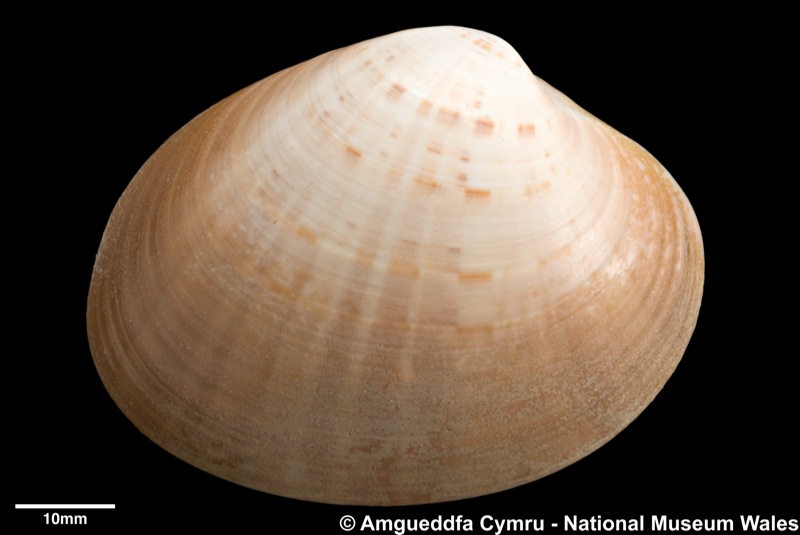 Today's #MolluscMonday is the bivalve Callista chione. Shells collected >70 years ago are not uncommon in collections but now very sporadic. Recent records only from extreme SW England & Cardigan Bay. Burrows in clean sand, sublittoral & shallow shelf naturalhistory.museumwales.ac.uk/BritishBivalve…