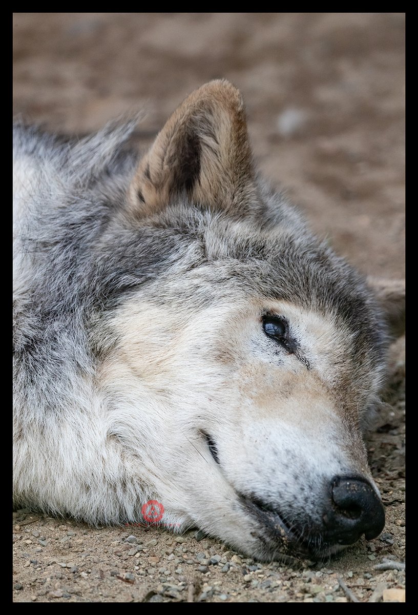 #狼はかわいい                                                
 狼は可愛いキャンペーン          
 DAY57                                 

大森山動物園/シン(2022年他界)