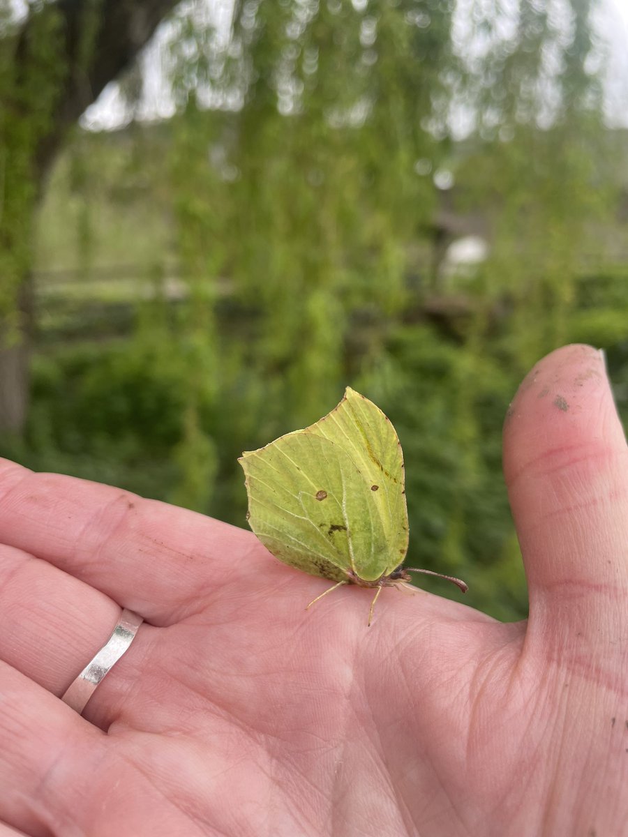 Just rescued the most glorious Brimstone butterfly from drowning in a glutinous muddy puddle down the dirty back footpath on the A40. Such a beautiful creature #Gwanwyn #Springwatch