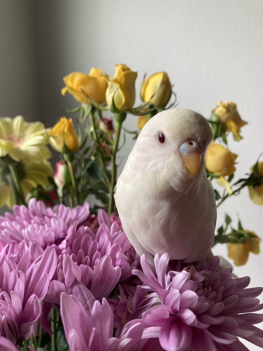 Lemon, she is the sweetest. #HappySpring