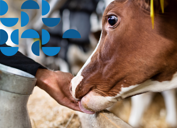 Whether for a dairy, feed mill or another animal feed manufacturer, Scoular helps customers source a safe and stable supply of ingredients. scoular.com/solutions/anim… #animalfeed #grain #supplychain